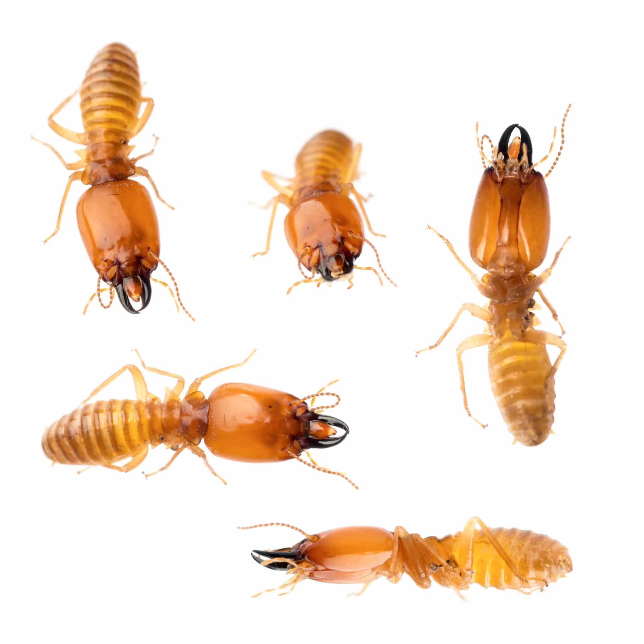 Ground Termite Treatment Aloha Pest Solutions Kauai Maui Hawaii