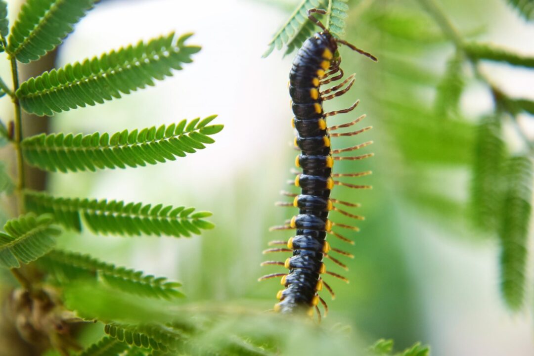 Hawaii Centipede Problem Aloha Pest Control Tips