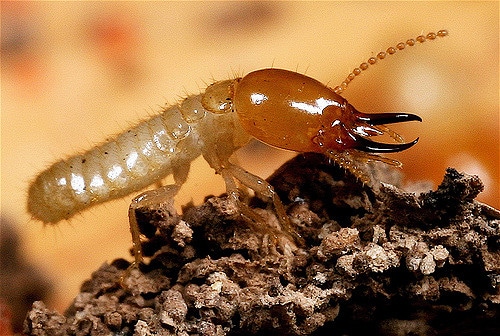 The Destructive Termite Aloha Pest Solutions Kauai Maui Kona Hawaii