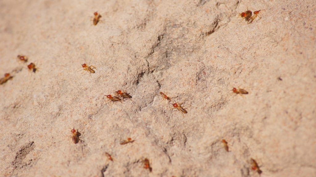 formosan-termites-vs-drywood-termites-termites-info