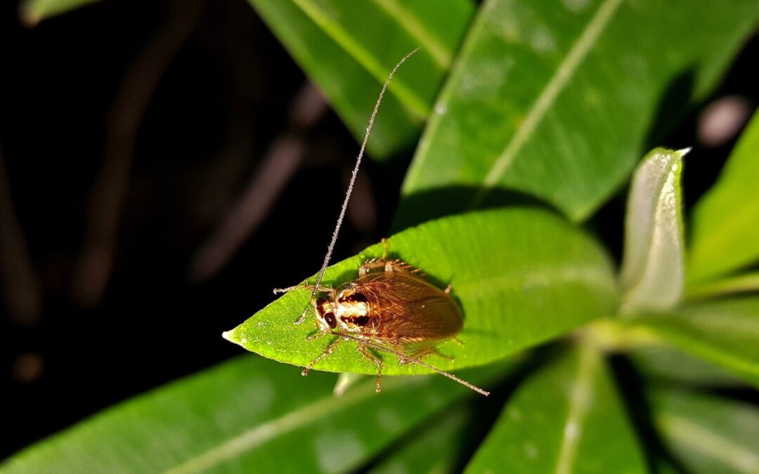 American Cockroach In Hawaii A Common Problem We All Deal With   Cockroach 1491411 1920 1080x675 