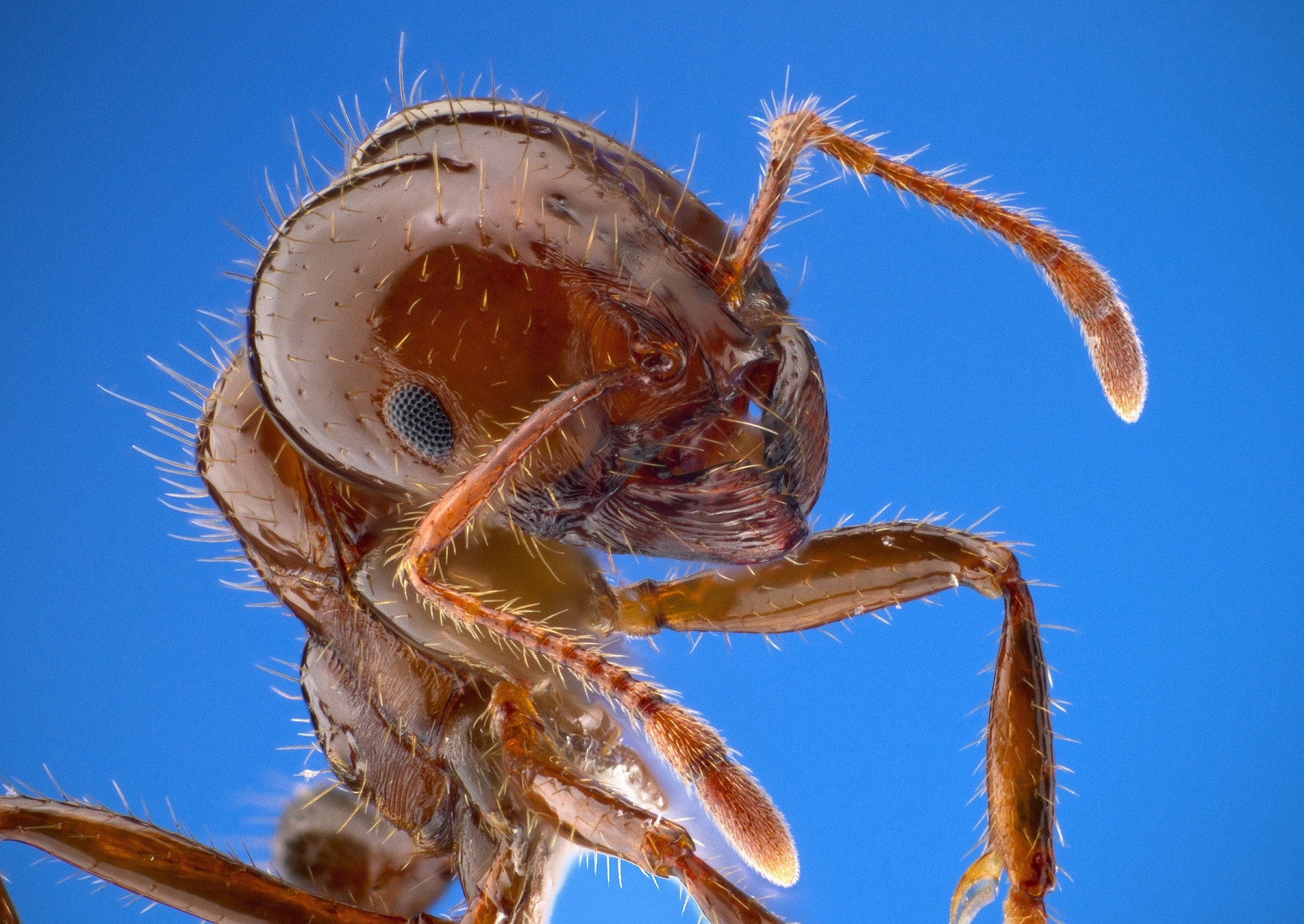 How to Treat for Pest Ants in Hawaii - Hawaii Ant Lab